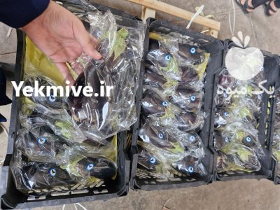 فروش بادمجان لامپی گلخانه ای یزد در گروه خرید و فروش بادمجان در یکمیوه -عکس1