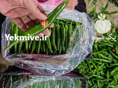 فروش فلفل شمشیری تند گلخانه ای یزد در گروه خرید و فروش فلفل در یکمیوه -عکس1