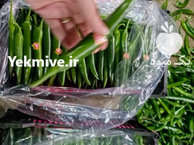 فروش فلفل شمشیری تند گلخانه ای یزد در گروه خرید و فروش فلفل در یکمیوه -عکس2