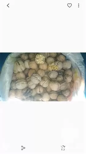 قیمت خرید گردو درجه 1 در تهران در گروه خرید و فروش گردو در یکمیوه -عکس1