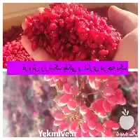 فروش عمده زرشک در بسته بندی در ارومیه در گروه خرید و فروش زرشک در یکمیوه