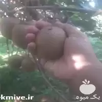 کیوی کیوی ارگانیک در گروه خرید و فروش کیوی در یکمیوه