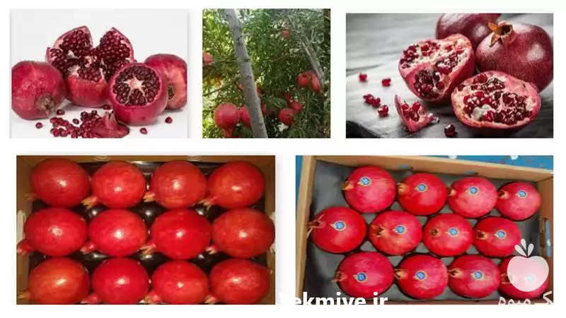 فروش انار صادراتی و انواع میوه در تبریز در گروه خرید و فروش انار در یکمیوه -عکس1