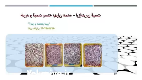 خرید قیمت پسته تهران عمده در گروه خرید و فروش پسته در یکمیوه -عکس1