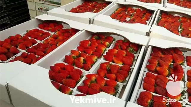 فروش عمده توت فرنگی در تهران در گروه خرید و فروش توت فرنگی در یکمیوه -عکس1