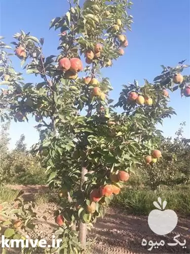 فروش بارگیری گلابی درگزی با سیب در بجنورد در گروه خرید و فروش گلابی در یکمیوه -عکس1