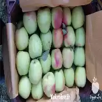 قیمت خرید سیب سفید و قرمز در تبریز در گروه خرید و فروش سیب در یکمیوه
