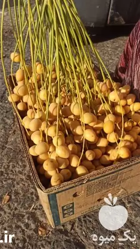 فروش خرما صادراتی در اوزان مختلف در کرمان  در گروه خرید و فروش خرما در یکمیوه -عکس1