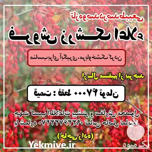 فروش زرشک طبیعی و اعلاء در گرگان در گروه خرید و فروش زرشک در یکمیوه -عکس1