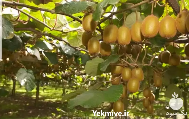 قیمت خرید کیوی سر درخت در ساری در گروه خرید و فروش کیوی در یکمیوه -عکس1