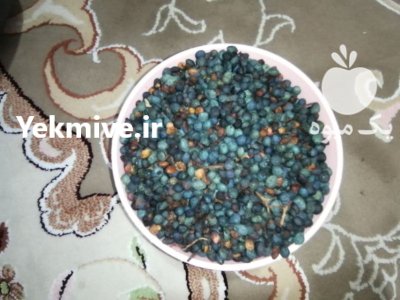 فروش بنه کوهی در گروه خرید و فروش گیاهان دارویی در یکمیوه -عکس3