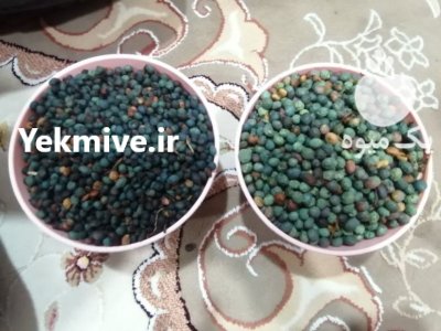 فروش بنه کوهی در گروه خرید و فروش گیاهان دارویی در یکمیوه -عکس4