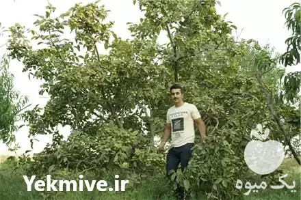 فروش خرید نهال گردوی مناسب در تهران در گروه خرید و فروش نهال گردو در یکمیوه -عکس1