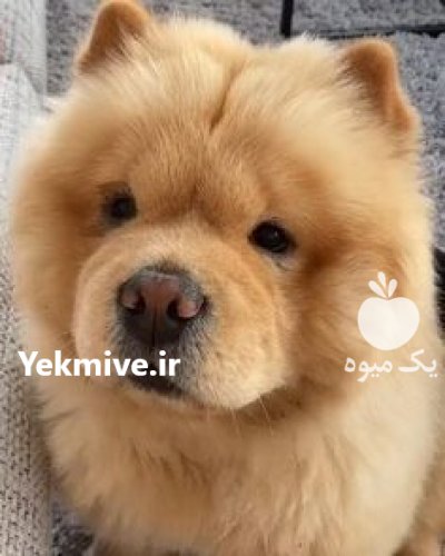 خرید و فروش سگ چاو چاو در محمدشهر در گروه سگ و گربه در یکمیوه -عکس1