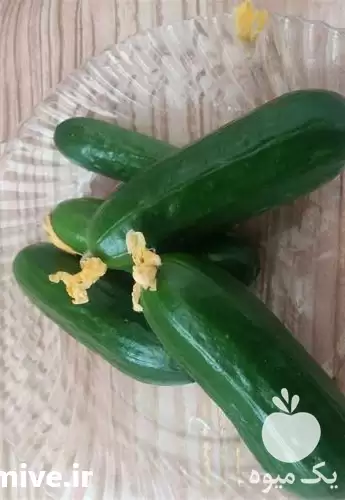 قیمت خرید خیار گلخانه ای در اصفهان در گروه خرید و فروش خیار در یکمیوه -عکس1