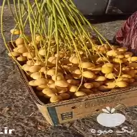 فروش خرما صادراتی در اوزان مختلف در کرمان  در گروه خرید و فروش خرما در یکمیوه