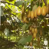 قیمت خرید کیوی سر درخت در ساری در گروه خرید و فروش کیوی در یکمیوه