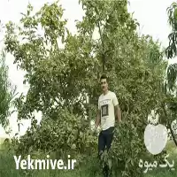 فروش خرید نهال گردوی مناسب در تهران در گروه خرید و فروش نهال گردو در یکمیوه