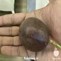 فروش میوه استوایی پشن فروت در رشت در گروه خرید و فروش میوه استوایی در یکمیوه