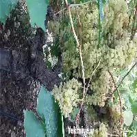 قیمت خرید 10 تن انگور عسگری در شیراز در گروه خرید و فروش انگور در یکمیوه