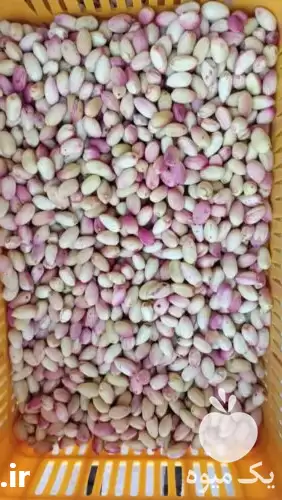 قیمت خرید ویژه انواع پسته تازه در تهران در گروه خرید و فروش پسته در یکمیوه -عکس1