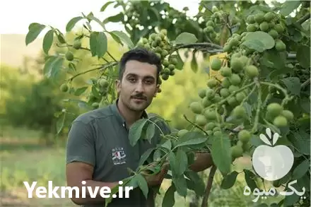 خرید نهال گردو ژنوتیپ رویال تیپ در تهران در گروه خرید و فروش نهال گردو در یکمیوه -عکس1