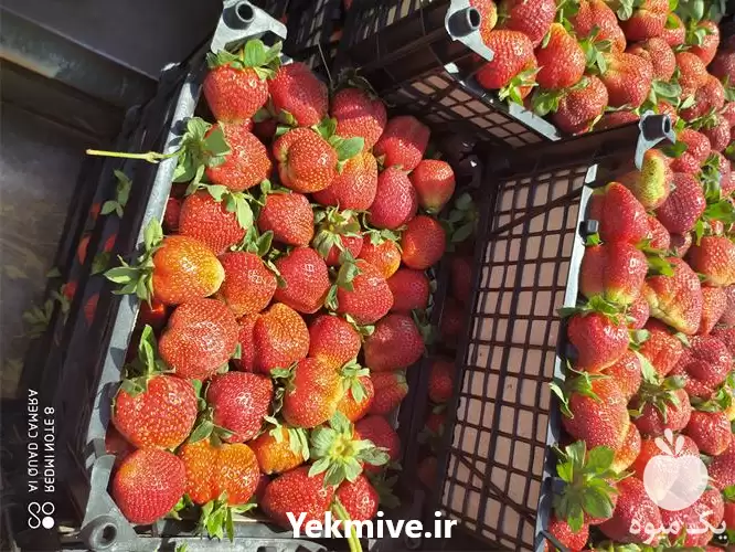قیمت خرید توت فرنگی دلند در گرگان در گروه خرید و فروش توت فرنگی در یکمیوه -عکس1