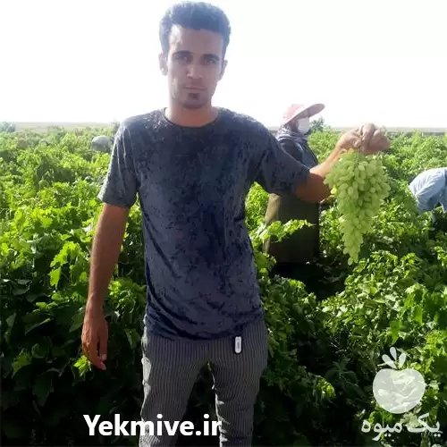 خرید انگور صادراتی در مشهد در گروه خرید و فروش انگور در یکمیوه -عکس1
