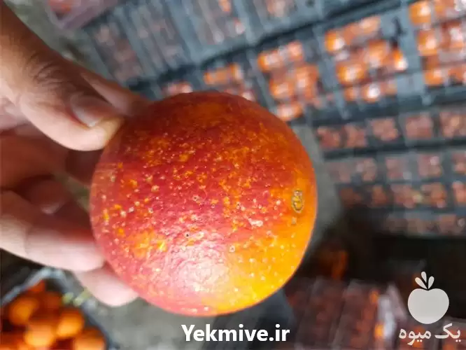 فروش پرتقال خونی و تامسون در گرگان در گروه خرید و فروش پرتقال در یکمیوه -عکس1