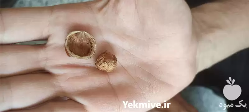 فروش عمده فندق درجه یک اشکورات در گروه خرید و فروش فندق در یکمیوه -عکس1