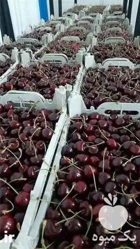 عمده گیلاس صادراتی در ارومیه در گروه خرید و فروش گیلاس در یکمیوه -عکس1