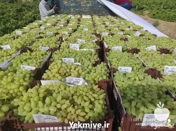 انگور درجه یک صادراتی در مشهد در گروه خرید و فروش انگور در یکمیوه -عکس1