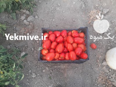 بار گوجه تازه همدان در گروه خرید و فروش گوجه فرنگی در یکمیوه -عکس1