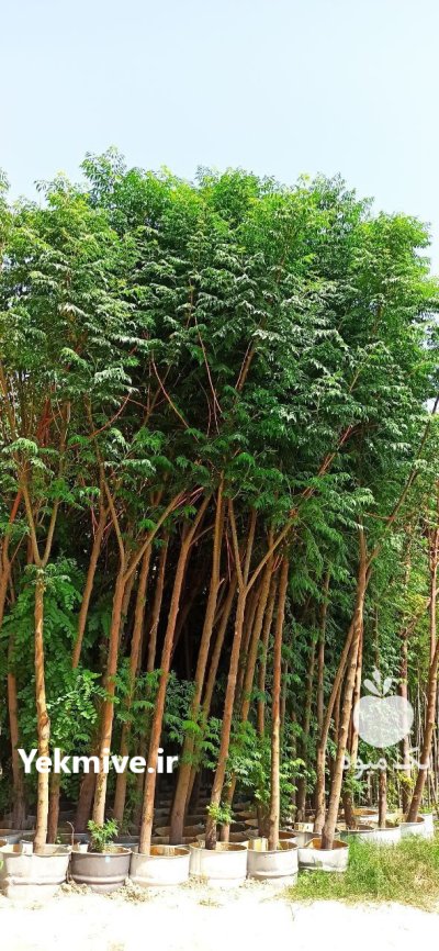 فروش زیتون تلخ بن ٢٠ ویژه در ری  در گروه خرید و فروش نهال زیتون در یکمیوه -عکس2