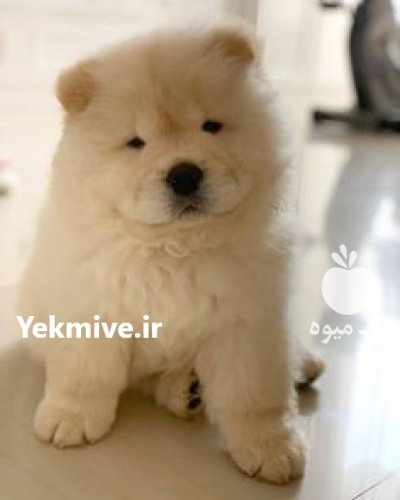 خرید و فروش سگ چاو چاو در گروه سگ و گربه در یکمیوه -عکس1