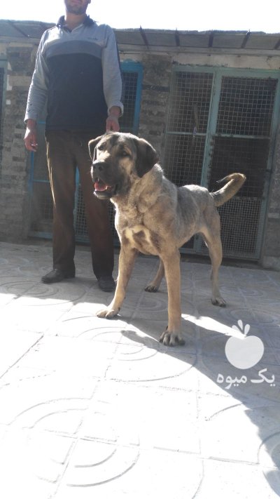 خرید و فروش سگ عراقی پژدر در نظرآباد در گروه سگ و گربه در یکمیوه -عکس1