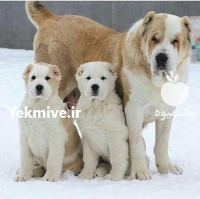 خرید فروش سگ الابای در گروه سگ و گربه در یکمیوه -عکس1