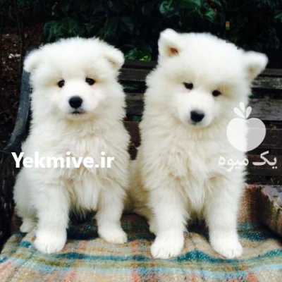 خرید و فروش سگ سامویید در گرمدره در گروه سگ و گربه در یکمیوه -عکس1