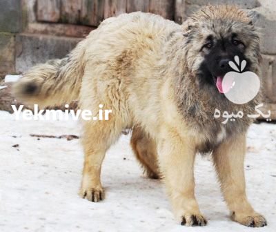 خرید و فروش سگ قفقازی در محمدشهر در گروه سگ و گربه در یکمیوه -عکس1