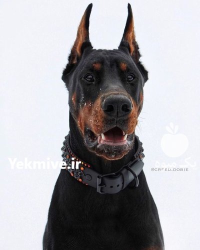 خرید و فروش سگ دوبرمن در گروه سگ و گربه در یکمیوه -عکس1