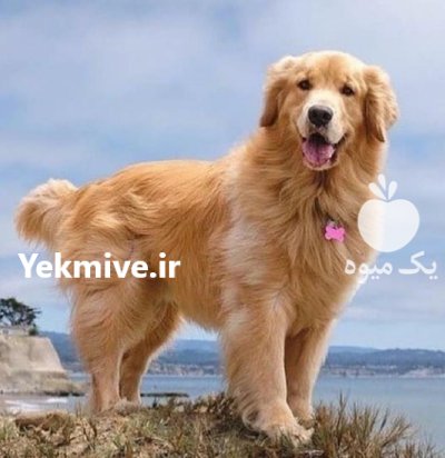 خرید و فروش سگ گلدن روتریور در کرج در گروه سگ و گربه در یکمیوه -عکس1