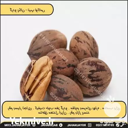 فروش خرید نهال گردو گرمسیری در تهران در گروه خرید و فروش نهال گردو در یکمیوه -عکس1