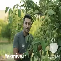 خرید نهال گردو ژنوتیپ رویال تیپ در تهران در گروه خرید و فروش نهال گردو در یکمیوه