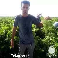 خرید انگور صادراتی در مشهد در گروه خرید و فروش انگور در یکمیوه