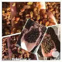 قیمت خرید انواع کشمش های شسته در همدان در گروه خرید و فروش آجیل در یکمیوه