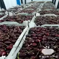 عمده گیلاس صادراتی در ارومیه در گروه خرید و فروش گیلاس در یکمیوه