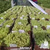 انگور درجه یک صادراتی در مشهد در گروه خرید و فروش انگور در یکمیوه