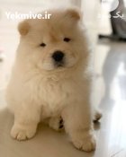 خرید و فروش سگ چاو چاو در گروه سگ و گربه در یکمیوه