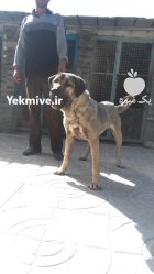 خرید و فروش سگ عراقی پژدر در نظرآباد در گروه سگ و گربه در یکمیوه