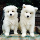 خرید و فروش سگ سامویید در گرمدره در گروه سگ و گربه در یکمیوه